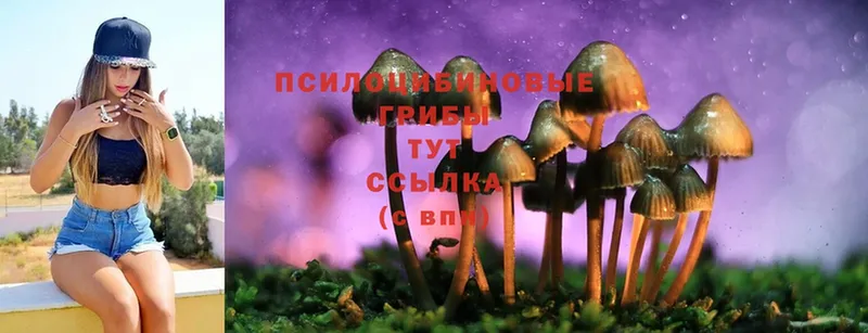 Псилоцибиновые грибы Psilocybe  Кувшиново 